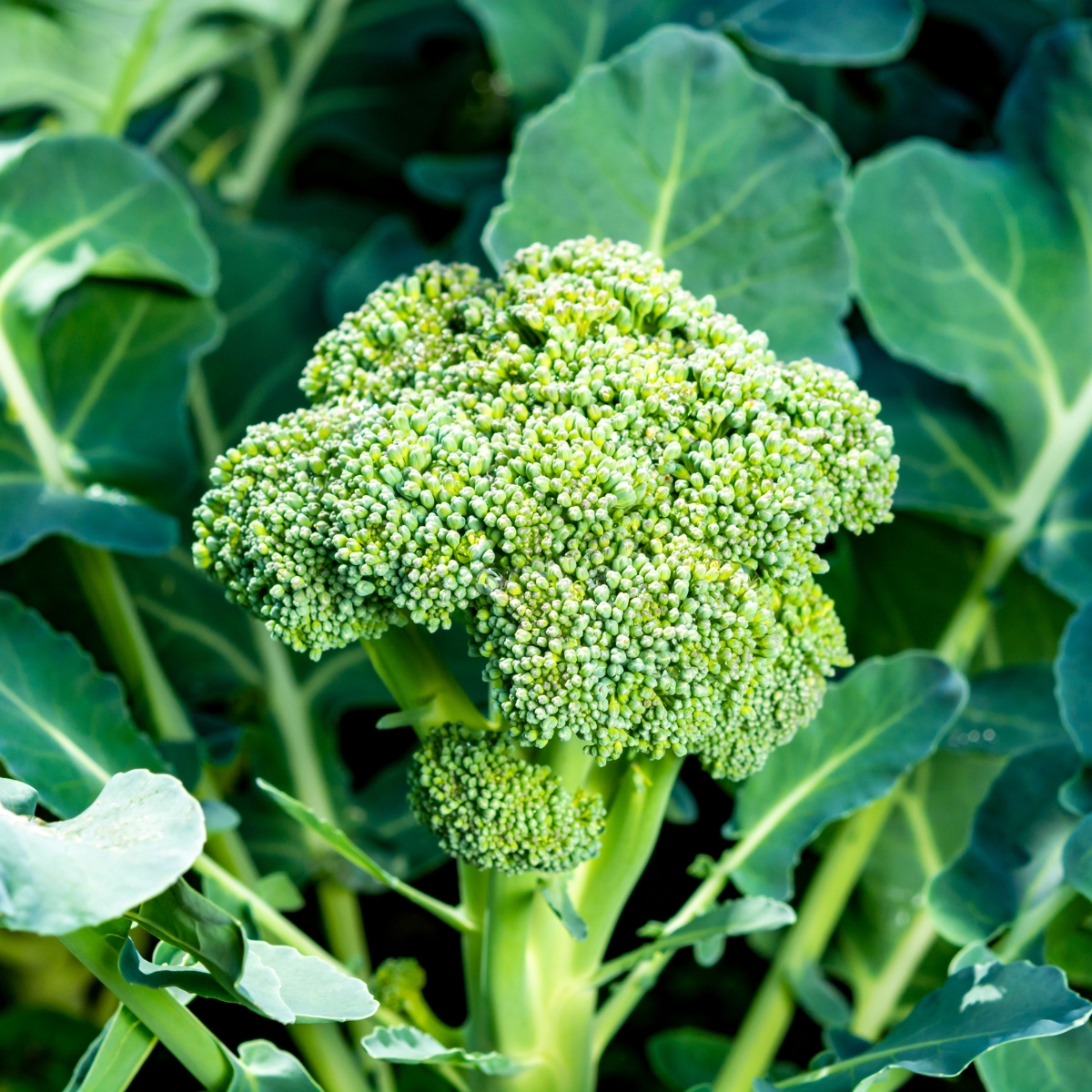 How Do You Grow Broccoli