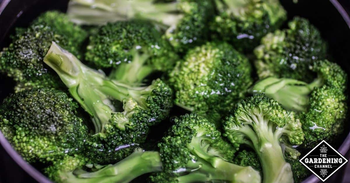 How To Freeze Fresh Broccoli