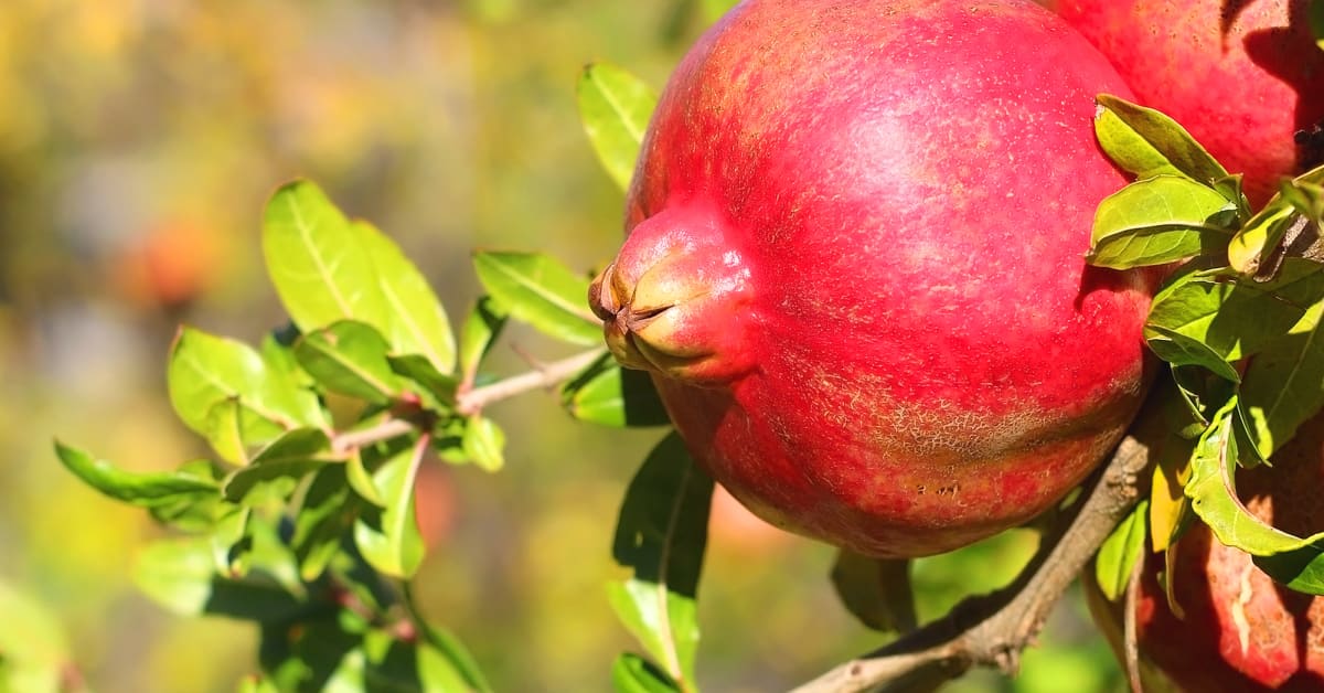 How To Grow And Care For Pomegranate Trees