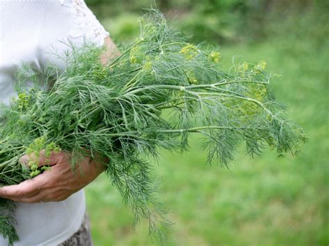 How To Grow And Harvest Your Own Organic Dill Lettuce Grow Something