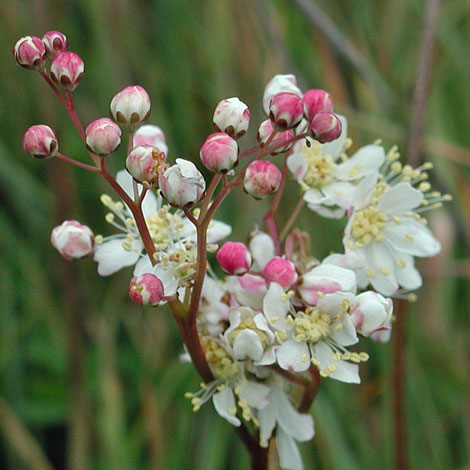 How To Grow Dropwort Filipendula Vulgaris? Care Tips