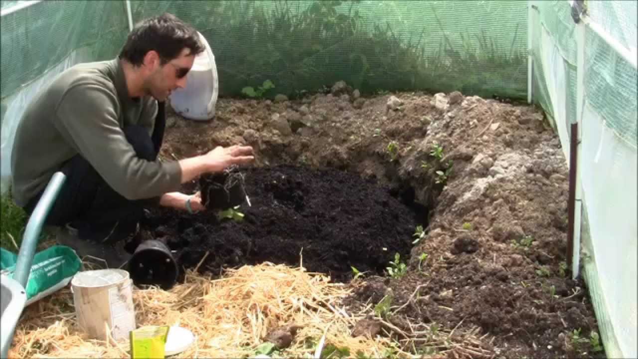 How To Grow Giant Pumpkins From Seed The Easy Way Youtube