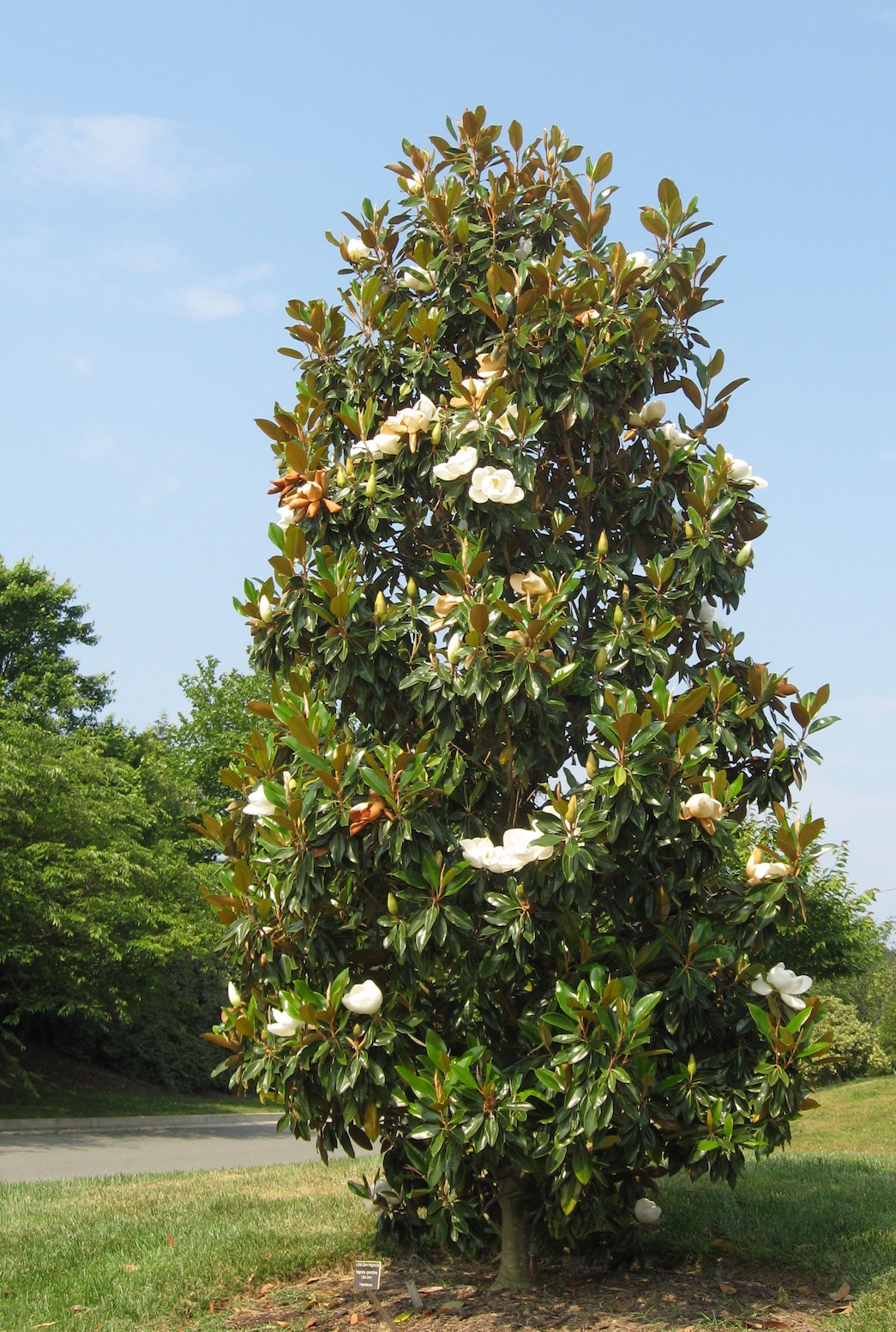 How To Grow Magnolia Grandiflora Gallisoniensis?