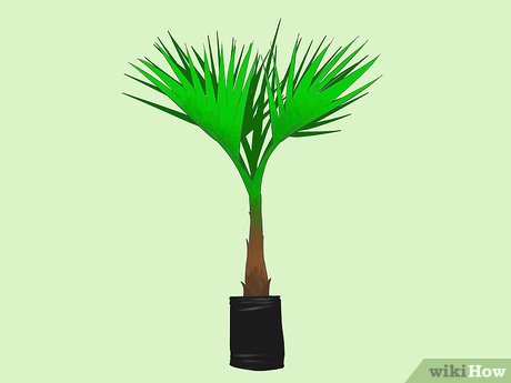 How To Grow Washingtonia Robusta In Uk?