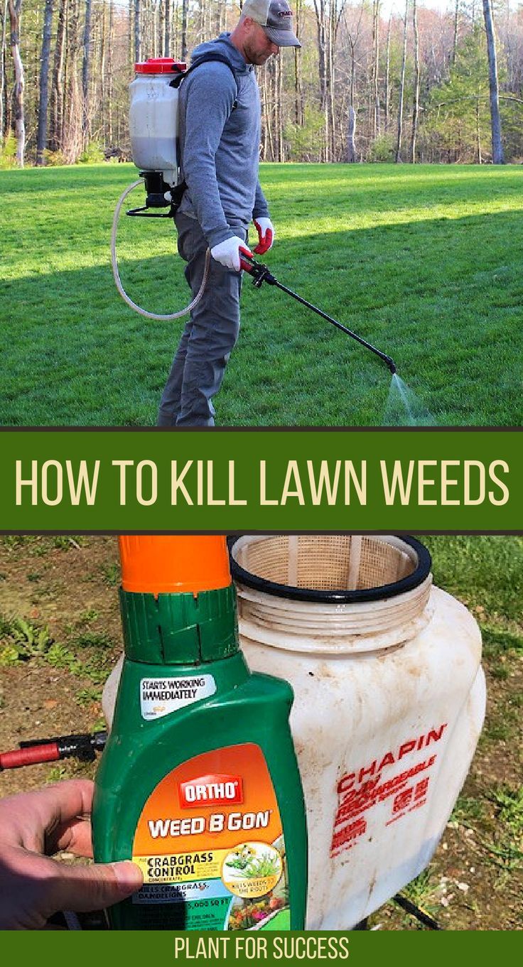 How To Kill Weeds In Texas? Effective Methods - GWHOF Hub