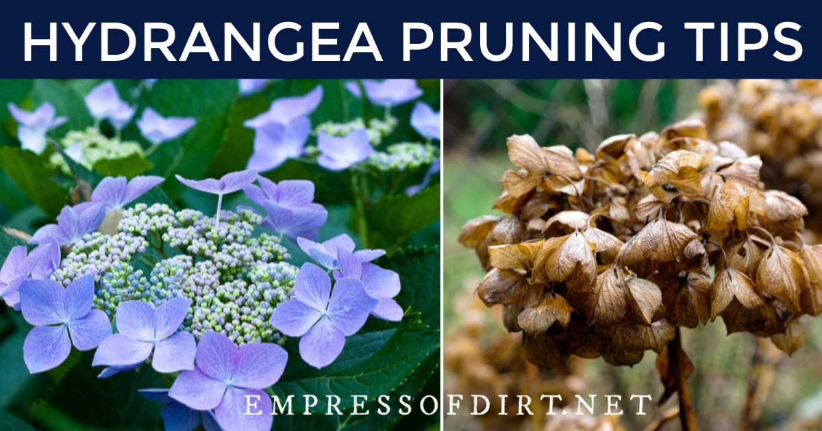 How To Prune Hydrangeas? Easy Care Tips