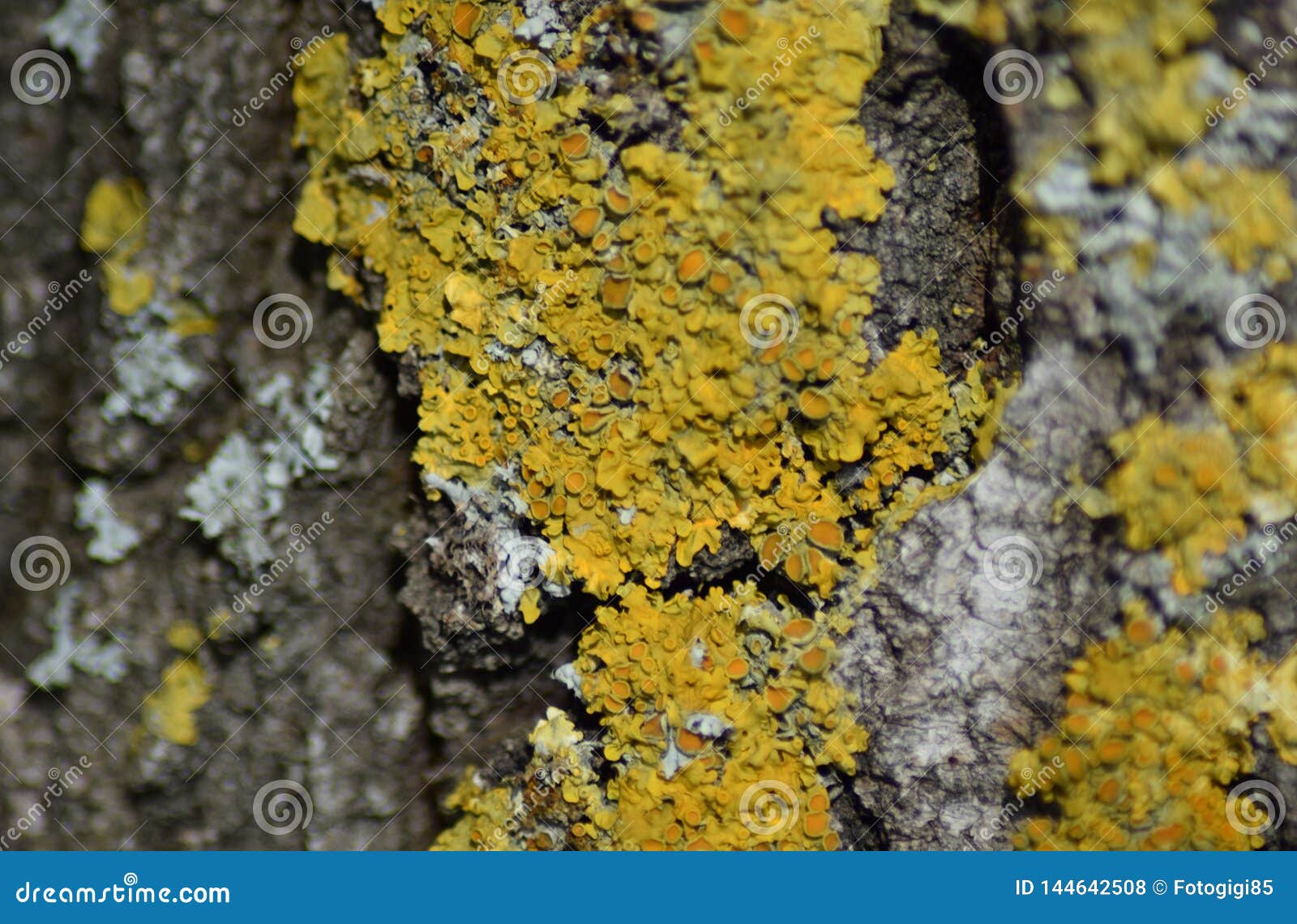 How To Remove Lichen From Tree Bark? Easy Solutions