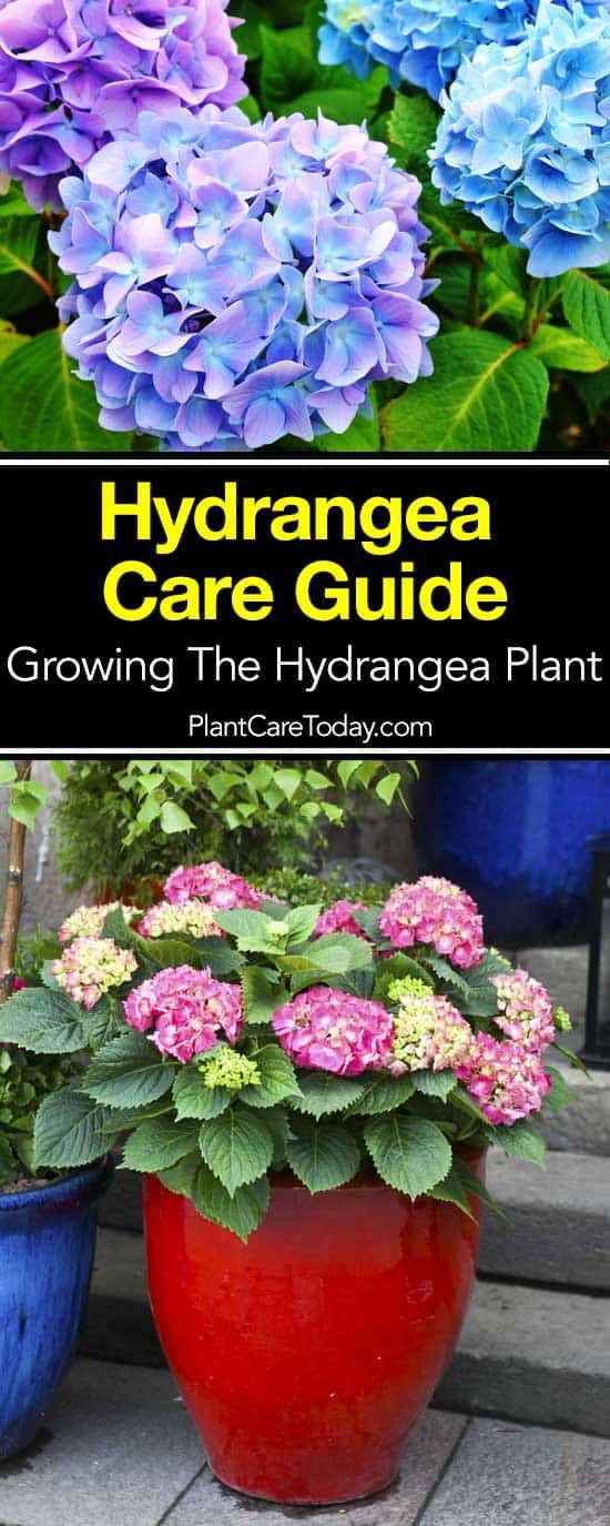 Hydrangea Care Guide How To Grow The Hydrangea Plant