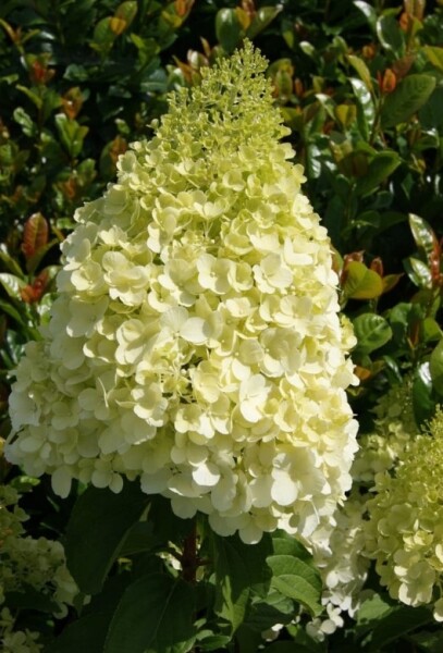 Hydrangea Paniculata Polar Bear Pbr Alberi E Arbusti Green Service