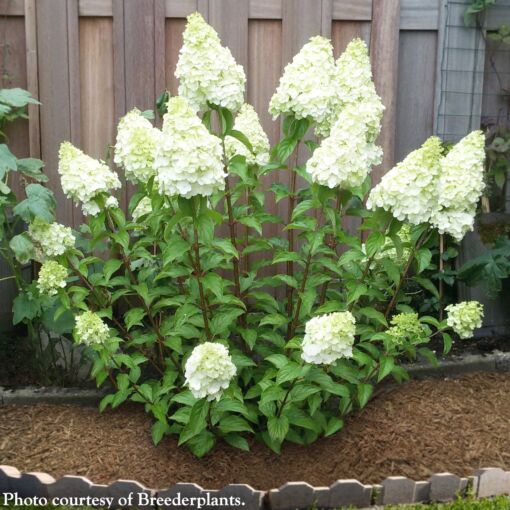 Hydrangea Paniculata Polar Bear