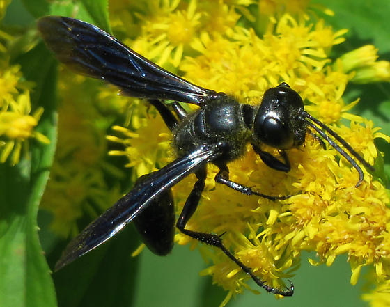 Id For A Big Black Wasp Isodontia Philadelphica Bugguide Net