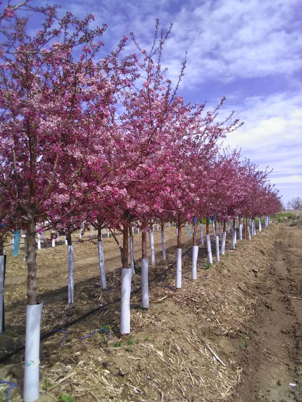 Indian Magic Crabapple Care: Grow Perfect Trees