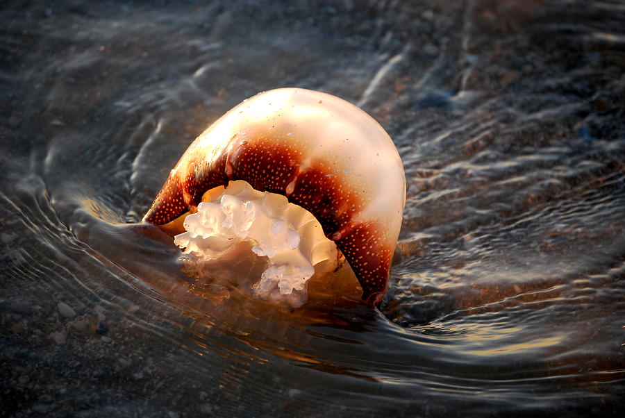 Jelly Ball Photograph By Joy Hiott Fine Art America