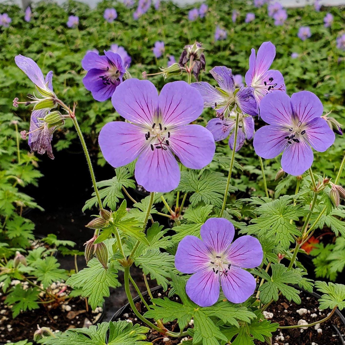 Johnson's Blue Geranium