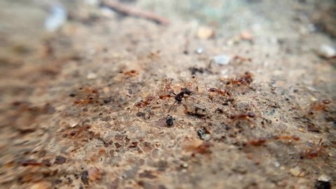 Kinds Of Ants