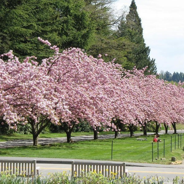 Kwanzan Cherry Tree