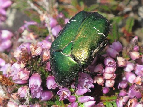 Metallic Green Beetle Facts: Habitat Insights