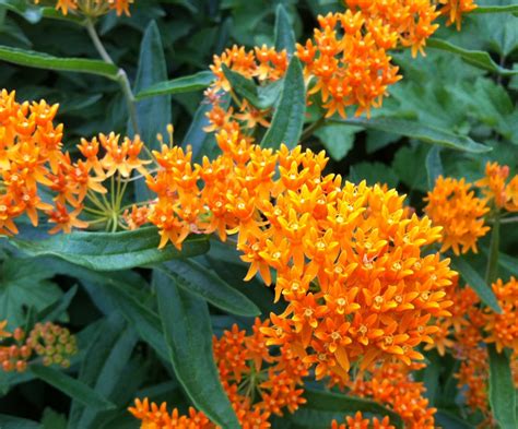 Mexican Butterfly Weed Blood Flower Scarlet Milkweed Or Tropical