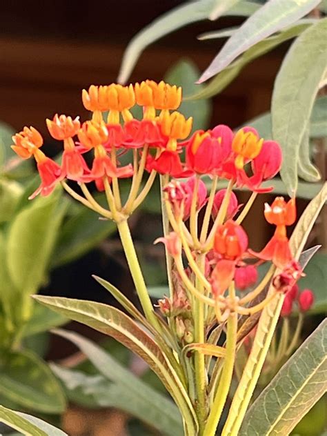 Mexican Butterfly Weed Seen On A Stroll In My Garden In Tu Flickr