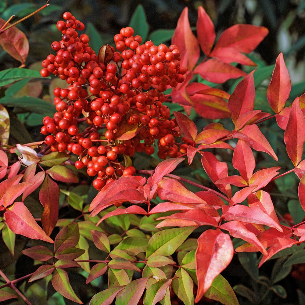 Nandina Domestica Uk: Easy Growth Tips