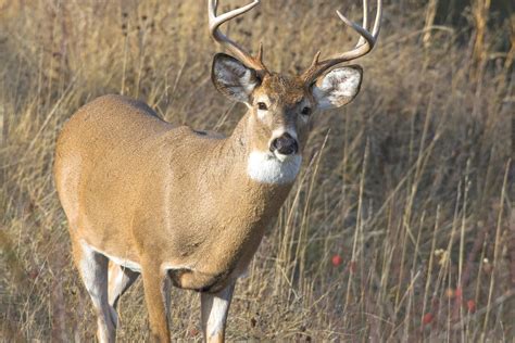 No Chronic Wasting Disease Found In Park Rapids Or Bemidji Regions