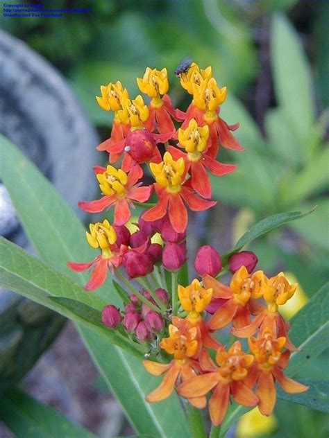 Plantfiles Pictures Asclepias Species Tropical Milkweed Mexican