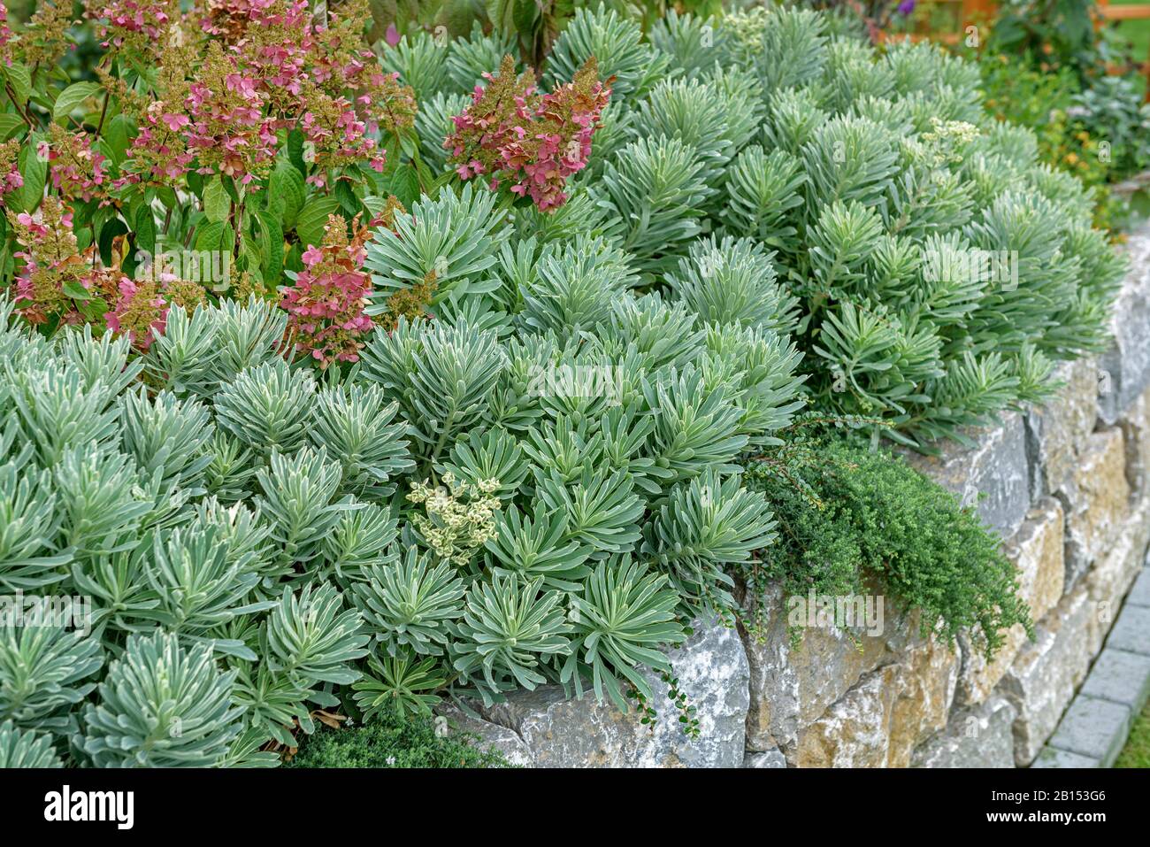 Plantfiles Pictures Euphorbia Mediterranean Spurge Silver Swan Euphorbia Characias By