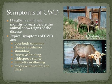 Ppt Chronic Wasting Disease Cwd Powerpoint Presentation Free