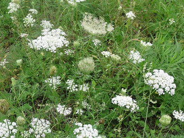 Queen Anns Lace Identification Made Easy