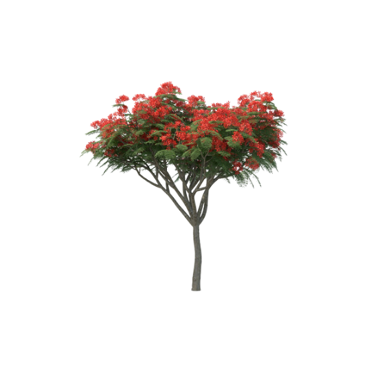 Royal Poinciana Tree: Brightens Your Landscape