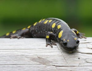 Salamander Facts: Comprehensive Guide