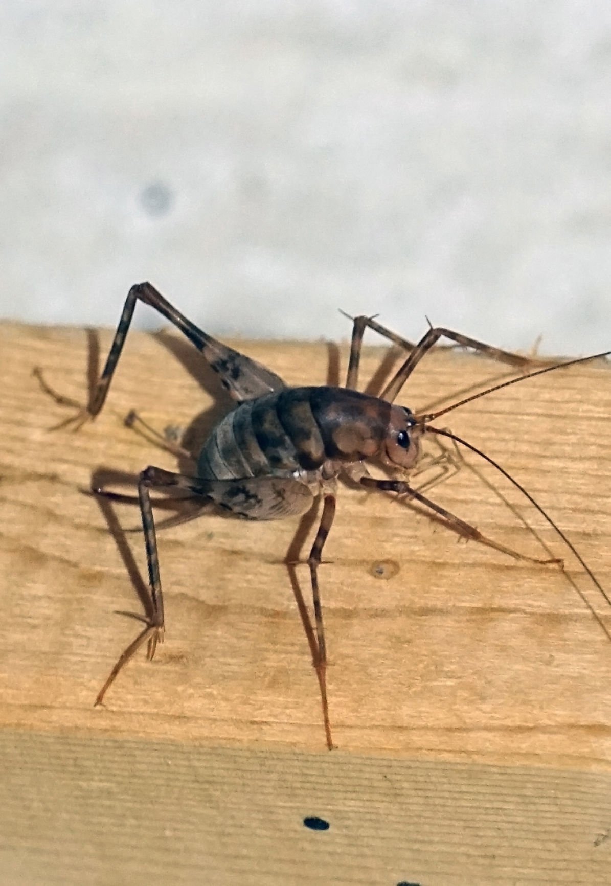 Spider Crickets In Basement Openbasement