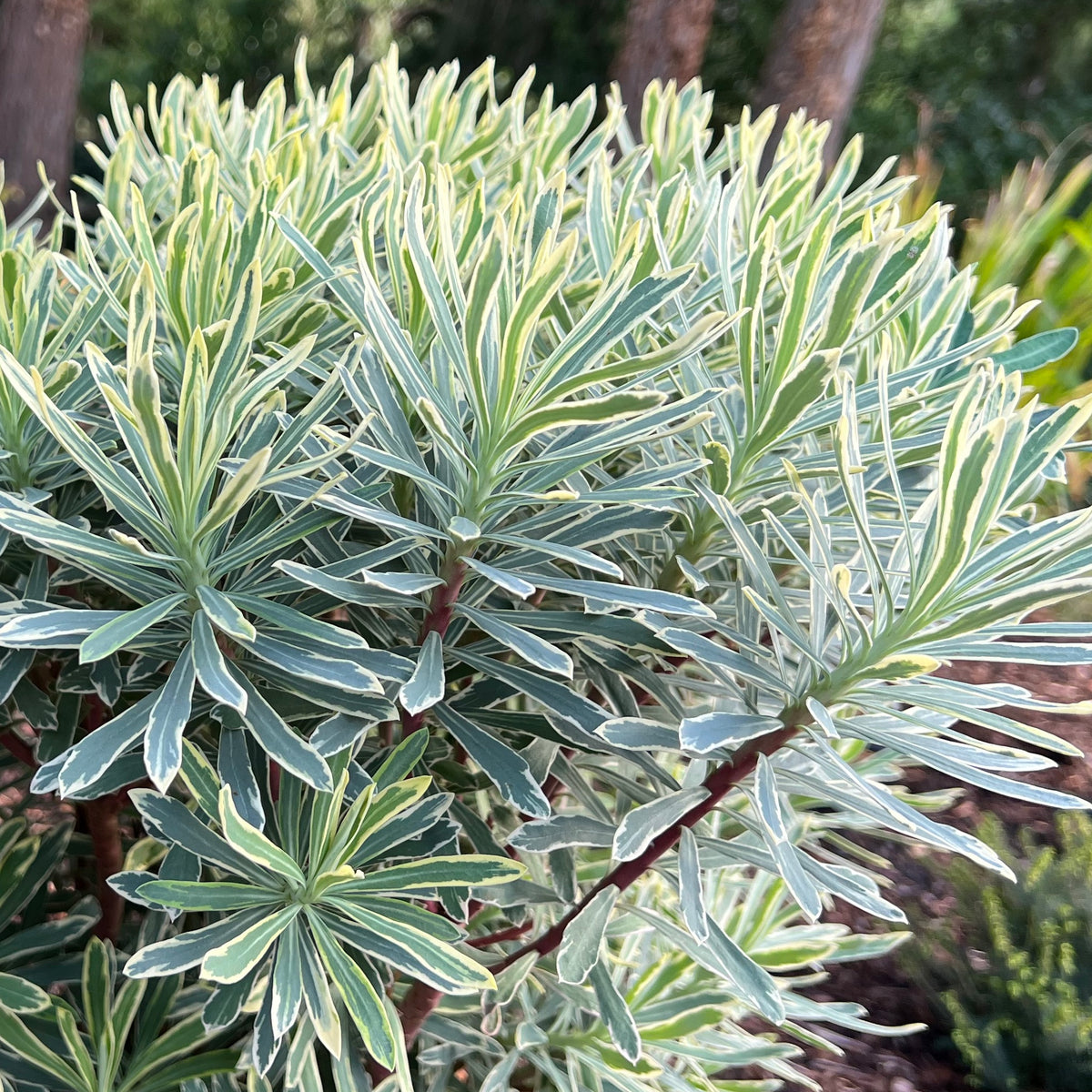 Spurge Silver Swan: Boosts Garden Beauty