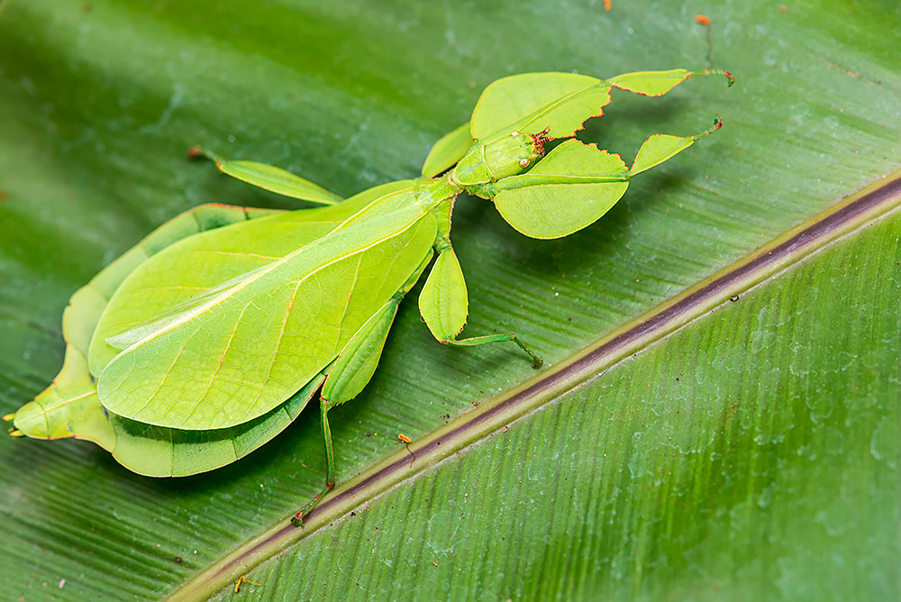 Stick Leaf Insects Weird And Wonderful Pets