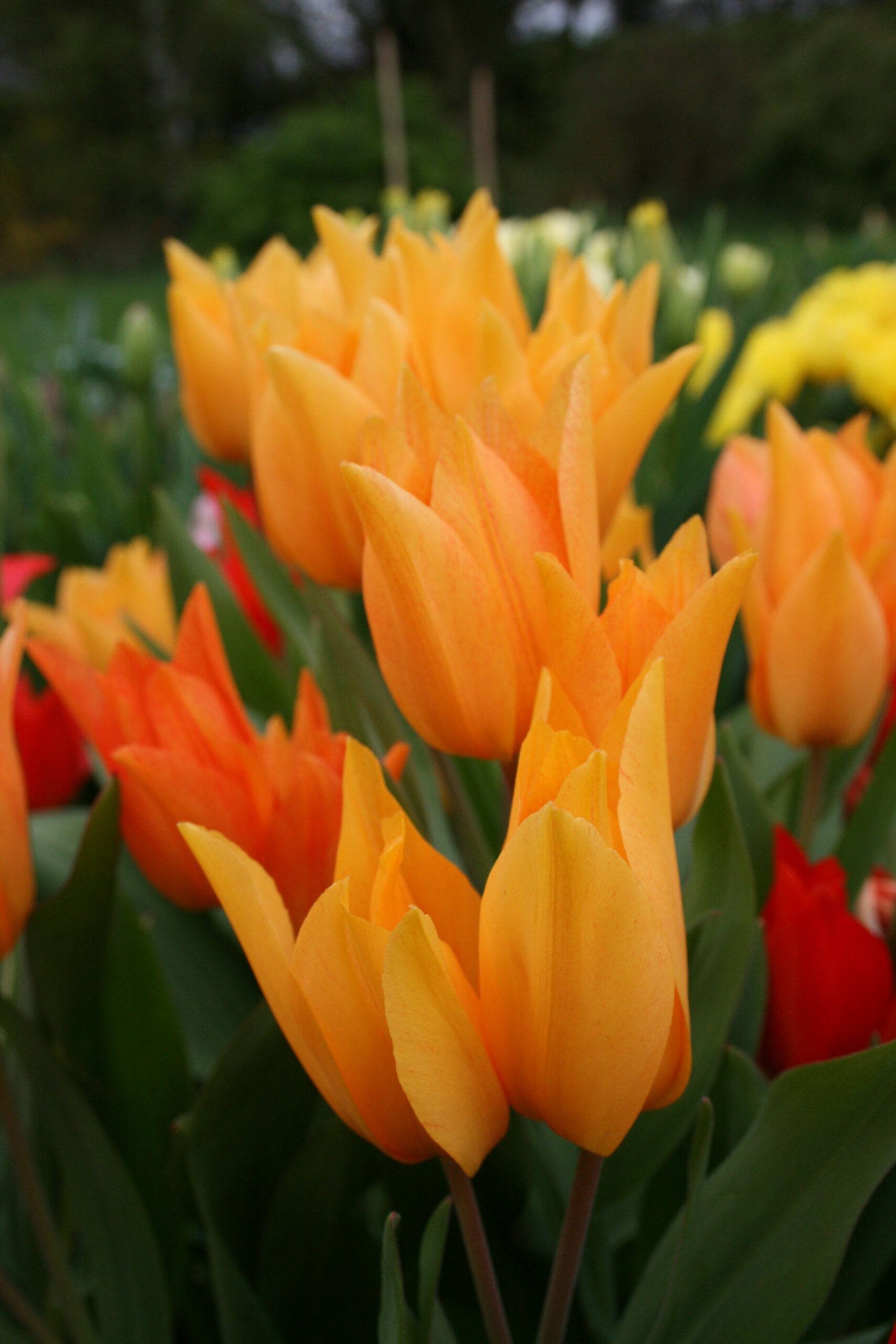 Tulip Praestans Shogun Species Tulip Bulbs Gee Tee Bulbs Uk