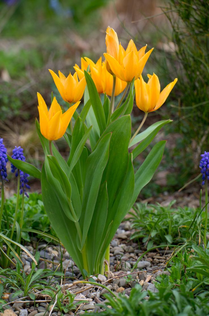 Tulipa Praestans Shogun Saatfix Blumenzwiebel Shop