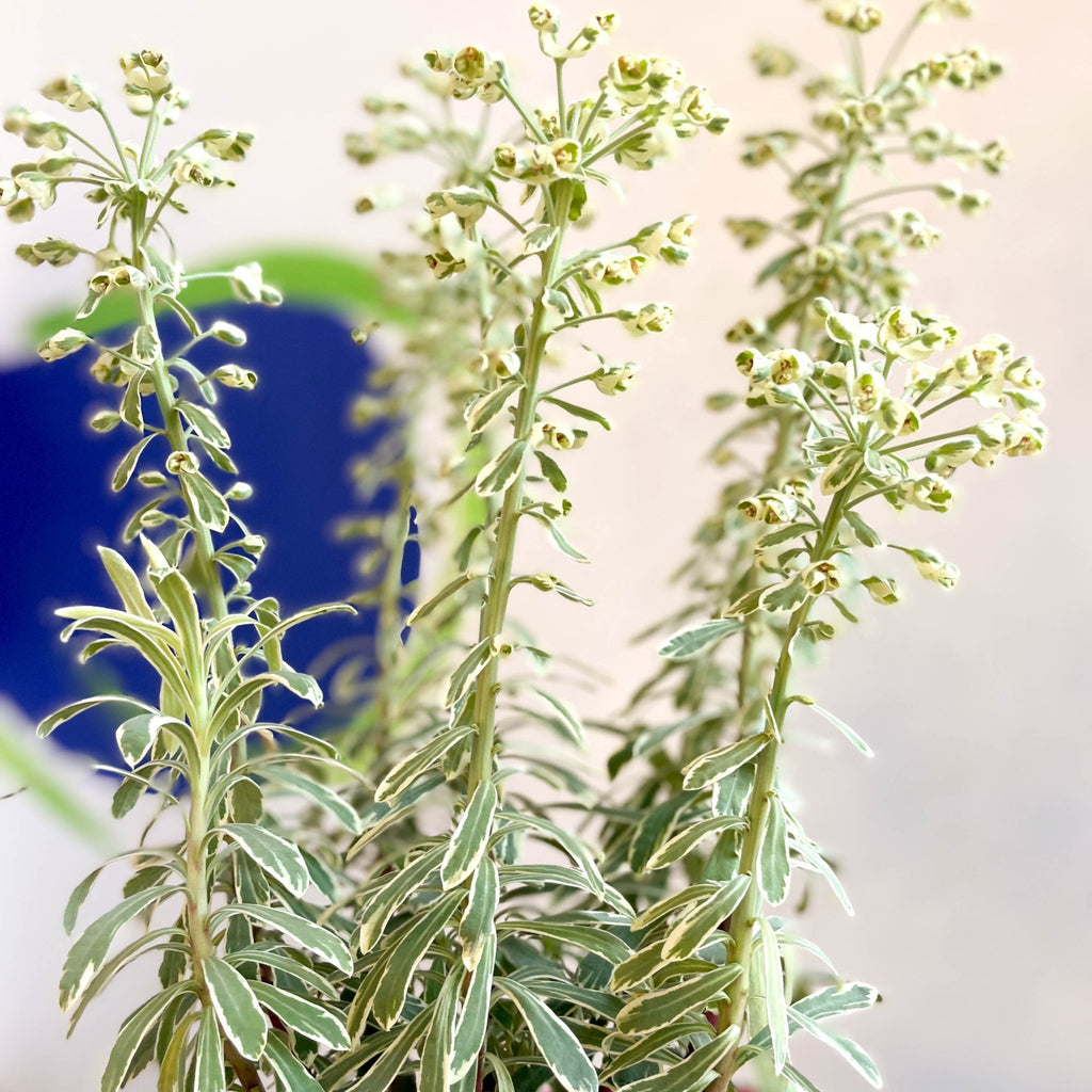 Variegated Spurge Euphorbia Characias Silver Swan Evergreen Pere Sprouts Of Bristol