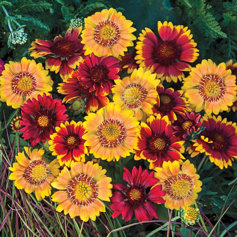 What Is Gaillardia Mesa Mix? Perfect Blooms Guaranteed