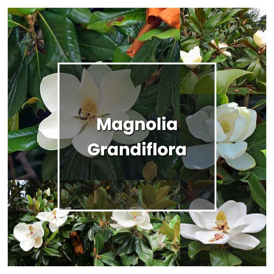 What Is Magnolia Grandiflora Gallisoniensis? Care Tips