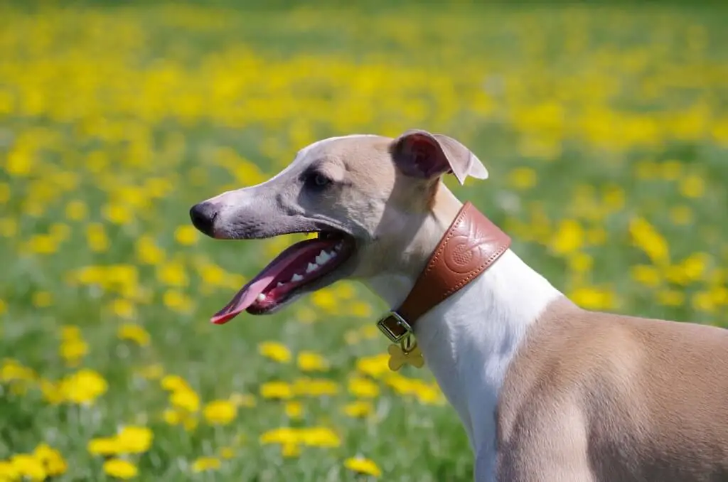 Whippets: Discover Their Gentle And Affectionate Nature