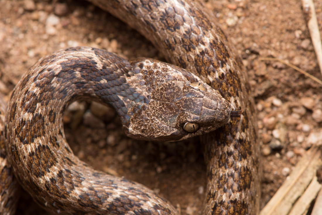 Wild Herps Desert Nightsnake Hypsiglena Chlorophaea